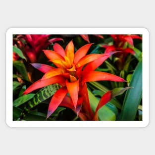 Bromeliad Flower - San Diego Sticker